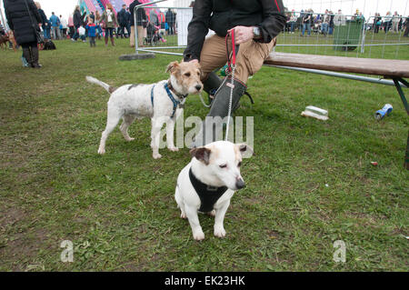 Thame, Oxon, Regno Unito. 5 Aprile, 2015. Paese di Thame Visualizza il giorno 1, Oxfordshire, 5 aprile 2015, immagine dal cane annuale, cavallo e mestieri mostra nei pressi di Oxford. Credito: Stanislav Halcin/Alamy Live News Foto Stock