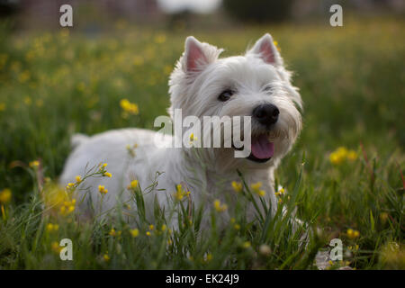 Un Westie (West Highland Terrier) poggia sull'erba. Foto Stock