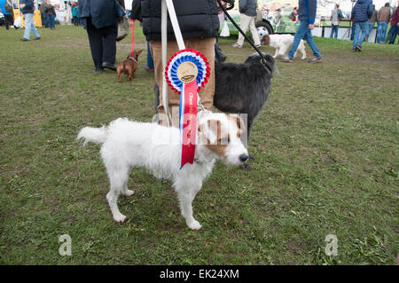 Thame, Oxon, Regno Unito. 5 Aprile, 2015. Paese di Thame Visualizza il giorno 1, Oxfordshire, 5 aprile 2015, immagine dal cane annuale, cavallo e mestieri mostra nei pressi di Oxford. Credito: Stanislav Halcin/Alamy Live News Foto Stock