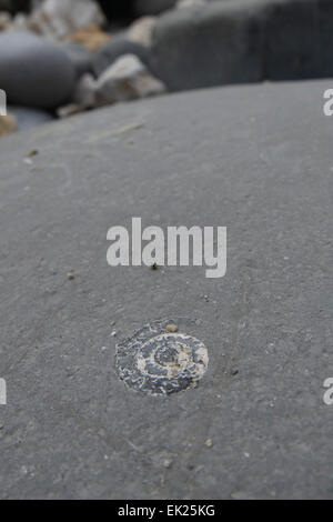 Ammonita fonti fossili sulla spiaggia a Charmouth Foto Stock