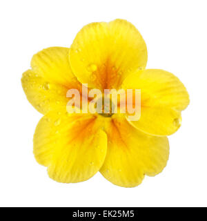 Primula gialla con gocce di rugiada Foto Stock