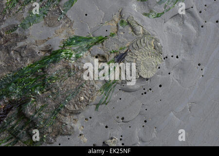 Ammonita fossili nella roccia sulla spiaggia a Charmouth, Dorset, Regno Unito Foto Stock