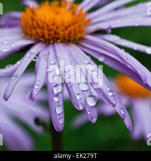 Viola fiori a margherita con gocce di pioggia Foto Stock