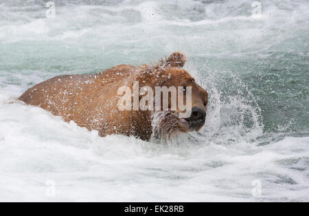 Orso bruno agitando l'acqua presso Brooks Falls, Katmai National Park, Alaska, STATI UNITI D'AMERICA Foto Stock