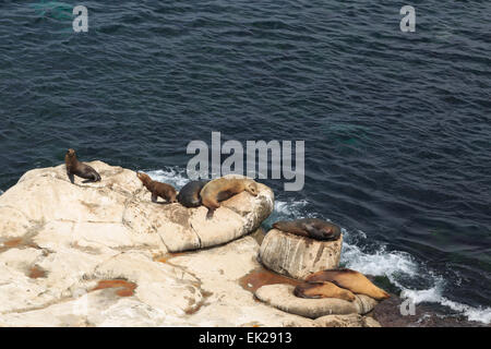 Una fotografia di alcuni leoni di mare a La Jolla Cove, San Diego. La Jolla Cove è una piccola e pittoresca baia e la spiaggia. Foto Stock