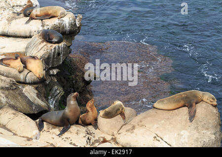 Una fotografia di alcuni leoni di mare a La Jolla Cove, San Diego. La Jolla Cove è una piccola e pittoresca baia e la spiaggia. Foto Stock