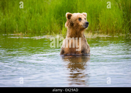 Orso bruno in piedi sul fiume Brooks, Katmai National Park, Alaska, STATI UNITI D'AMERICA Foto Stock