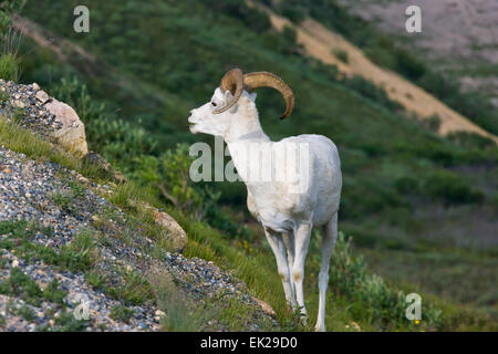 Dall's pecore (ovis dalli ram), il Parco Nazionale di Denali, Alaska, STATI UNITI D'AMERICA Foto Stock