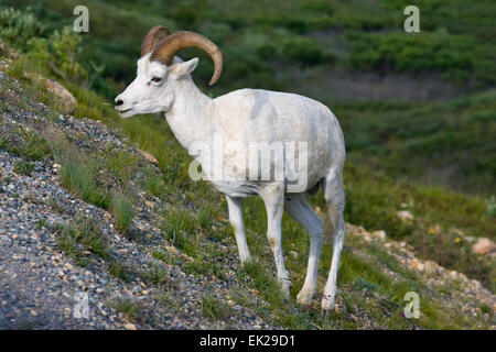 Dall's pecore (ovis dalli ram), il Parco Nazionale di Denali, Alaska, STATI UNITI D'AMERICA Foto Stock