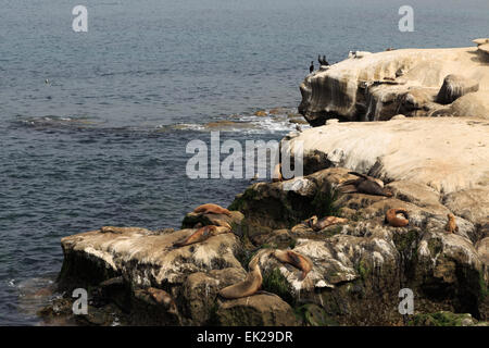 Una fotografia di alcuni leoni di mare a La Jolla Cove, San Diego. La Jolla Cove è una piccola e pittoresca baia e la spiaggia. Foto Stock