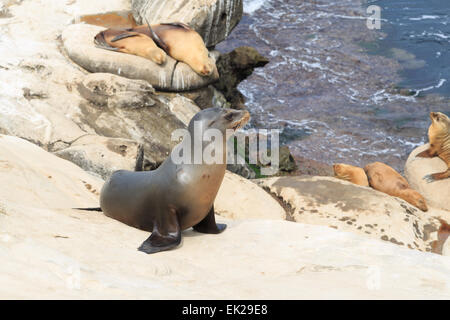 Una fotografia di alcuni leoni di mare a La Jolla Cove, San Diego. La Jolla Cove è una piccola e pittoresca baia e la spiaggia. Foto Stock