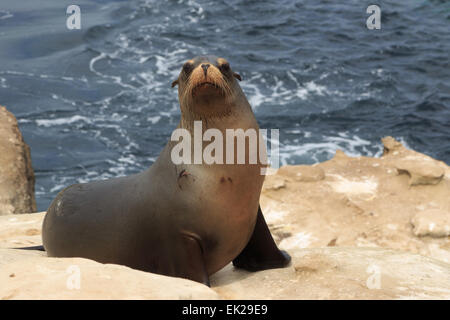 Una fotografia di un leone di mare a La Jolla Cove, San Diego. La Jolla Cove è una piccola e pittoresca baia e la spiaggia. Foto Stock