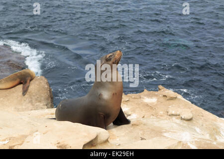 Una fotografia di alcuni leoni di mare a La Jolla Cove, San Diego. La Jolla Cove è una piccola e pittoresca baia e la spiaggia. Foto Stock