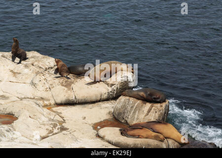 Una fotografia di alcuni leoni di mare a La Jolla Cove, San Diego. La Jolla Cove è una piccola e pittoresca baia e la spiaggia. Foto Stock