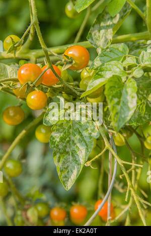 Oidio malattia su Pepita d'oro pomodori ciliegia in Issaquah, Washington, Stati Uniti d'America. Foto Stock