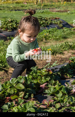 Il Toddler girl godendo la novità di una raccolta di fragole fresche da mangiare al Gorge White House di frutta stand vicino Hood River, o Foto Stock