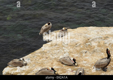 Una fotografia di alcuni Californian pellicani marroni a La Jolla Cove, San Diego. La Jolla Cove è una piccola e pittoresca insenatura. Foto Stock