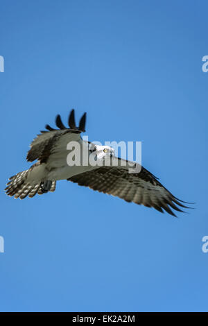 Osprey battenti circondato da blue sky a Sanibel Island, Florida, Stati Uniti d'America Foto Stock