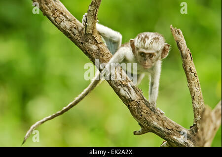 Vervet Monkey baby sale su un albero guardando molto curioso, nel cratere di Ngorongoro, Tanzania Africa Foto Stock