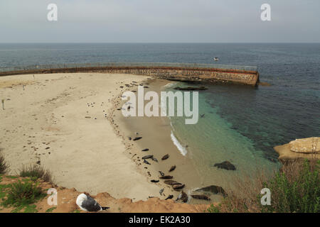 Una fotografia di alcuni leoni di mare a La Jolla piscina per bambini, San Diego. Foto Stock