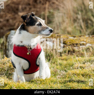 Un lavoro di Parson Jack Russell Terrier cane indossando un cavo rosso Foto Stock