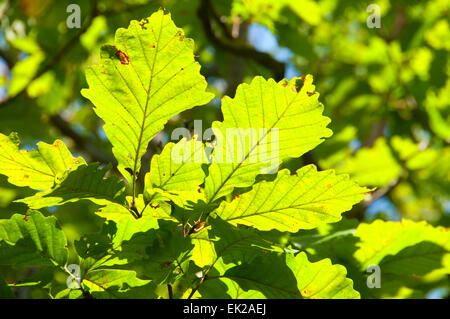 Castagno foglie di quercia lungo il sentiero Regicides, West Rock Ridge State Park, Connecticut Foto Stock
