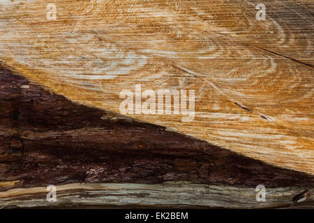 Immagine astratta di un fresco chainsaw log tagliato Foto Stock