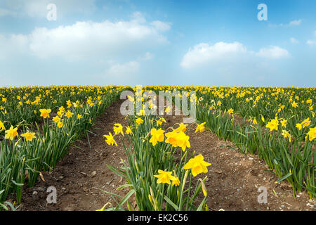 Righe di giallo narcisi in un campo Foto Stock