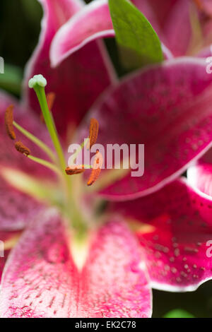 Lily Deep Impact Foto Stock