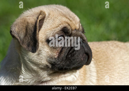 Ritratto di un giovane pug Foto Stock