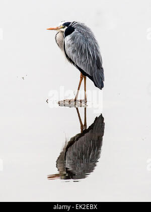 Airone cinerino (Ardea cinerea) in piedi in acqua poco profonda al tramonto nel Parco Nazionale di Pilanesberg, Sud Africa Foto Stock