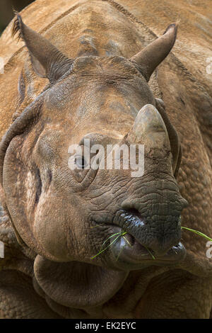 Il rinoceronte indiano, ritratto / Rhinoceros unicornis Foto Stock