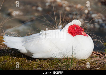 Un bianco anatra muta con faccia rossa seduta sul terreno Foto Stock