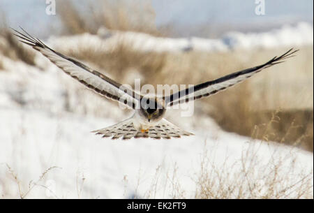 Femmina Harrier settentrionale (Circus cyaneus) passando sopra i campi nel nord dello Utah Foto Stock