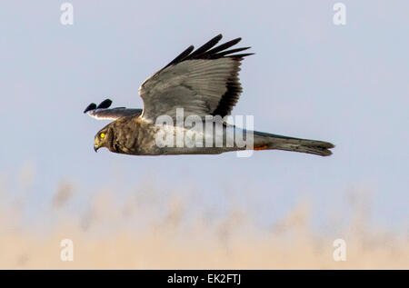 Femmina Harrier settentrionale (Circus cyaneus) caccia oltre i campi nel nord dello Utah Foto Stock