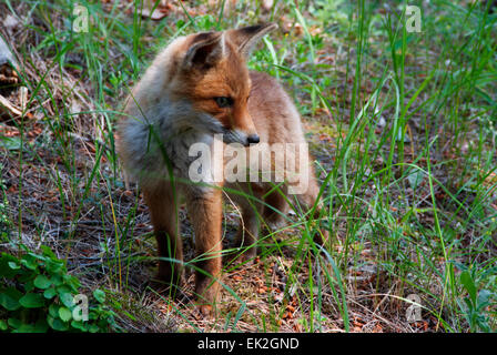 Una volpe rossa cub ascoltando qualcosa Foto Stock