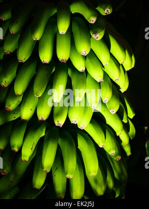 Piante di Banana n fiore Agulo village La Gomera Canarie Spagna Foto Stock