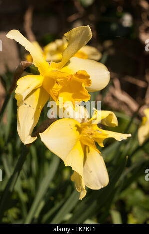 Giardinieri peggior timore di danni ai fiori a causa di bug di parassiti di lumache e limacce mangiato petali di fiore distrutto ma il cibo gustoso per pest Foto Stock