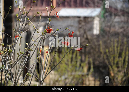 Bush viburnum bacche con lo scorso anno di inizio primavera. Foto Stock