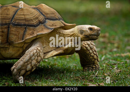 African spronato tartaruga (Geochelone sulcata) sull'erba Foto Stock