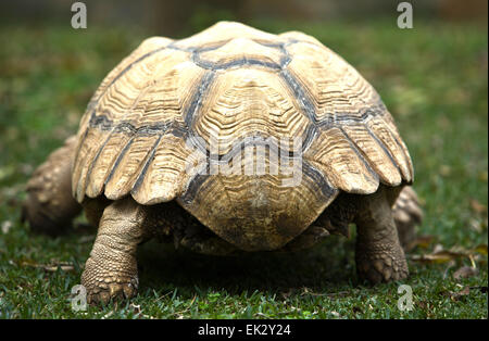 African spronato tartaruga (Geochelone sulcata) sull'erba Foto Stock