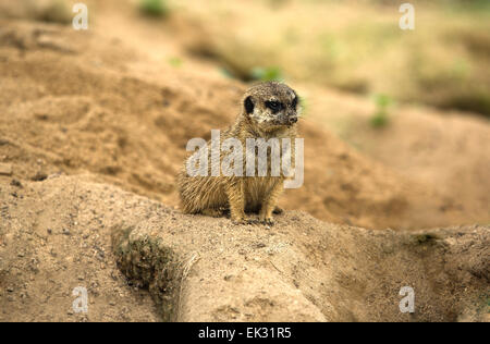 Ritratti di meerkats o Suricata suricatta. Famiglia di meerkat Foto Stock