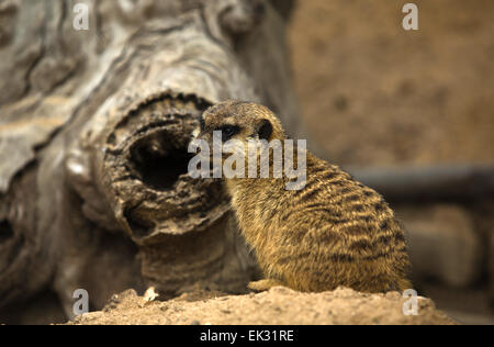 Ritratti di meerkats o Suricata suricatta. Famiglia di meerkat Foto Stock