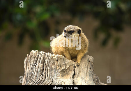 Ritratti di meerkats o Suricata suricatta. Famiglia di meerkat Foto Stock