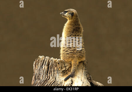 Ritratti di meerkats o Suricata suricatta. Famiglia di meerkat Foto Stock