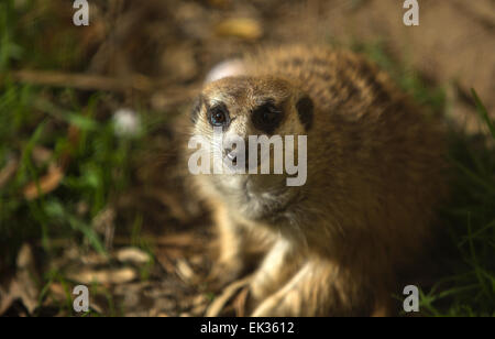 Ritratti di meerkats o Suricata suricatta. Famiglia di meerkat Foto Stock