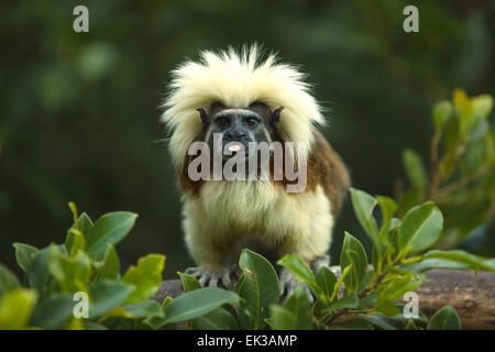 Close up di un Cotton-Top Tamarin (Saguinus oedipus), sul ramo Foto Stock