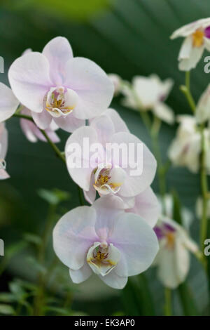 Fioritura orchid phalaenopsis close up Foto Stock