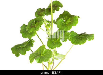 Foglie di geranio (Pelargonium x hortorum) su uno sfondo bianco Foto Stock