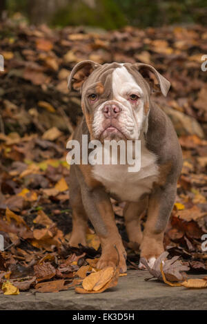 Un colore lilla razza American Bullldog sorge nelle foglie di autunno nei boschi del Nord Carolina. Foto Stock